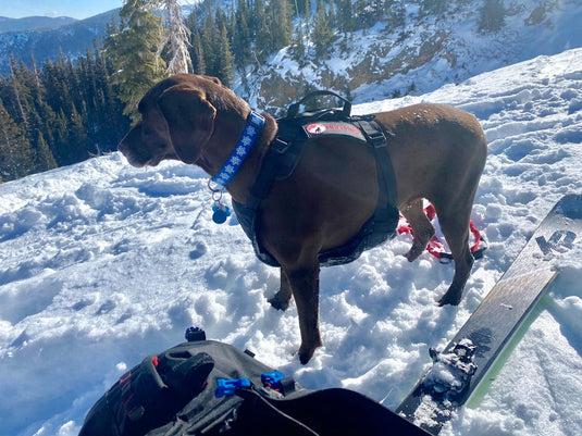 Panza Harness V2 with Deployable Emergency Dog Rescue Sling