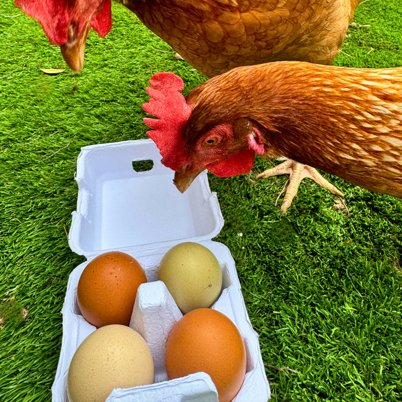 Load image into Gallery viewer, &quot;Just Got Laid&quot; 4-Egg Carton
