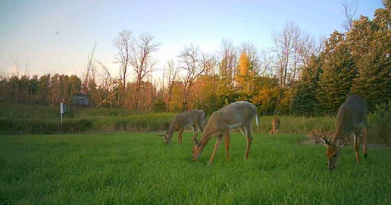 Load image into Gallery viewer, 3-Way Grainz Food Plot Seed
