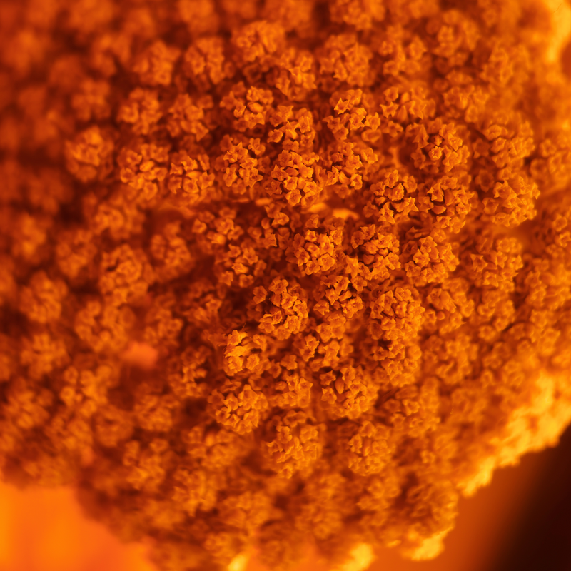 Load image into Gallery viewer, Macro 10x Mobile Lens II (T-Series)
