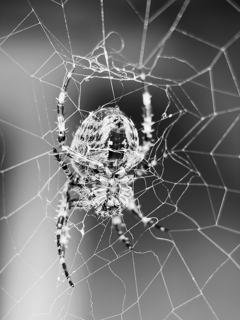 Load image into Gallery viewer, Macro 75mm II Mobile Lens (T-Series)
