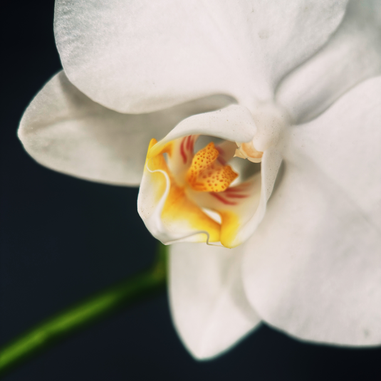 Macro 75mm II Mobile Lens (T-Series)
