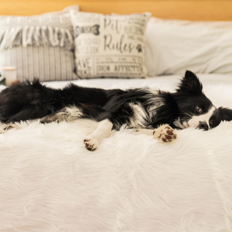 Load image into Gallery viewer, PupProtector™ Waterproof Throw Blanket - Polar White
