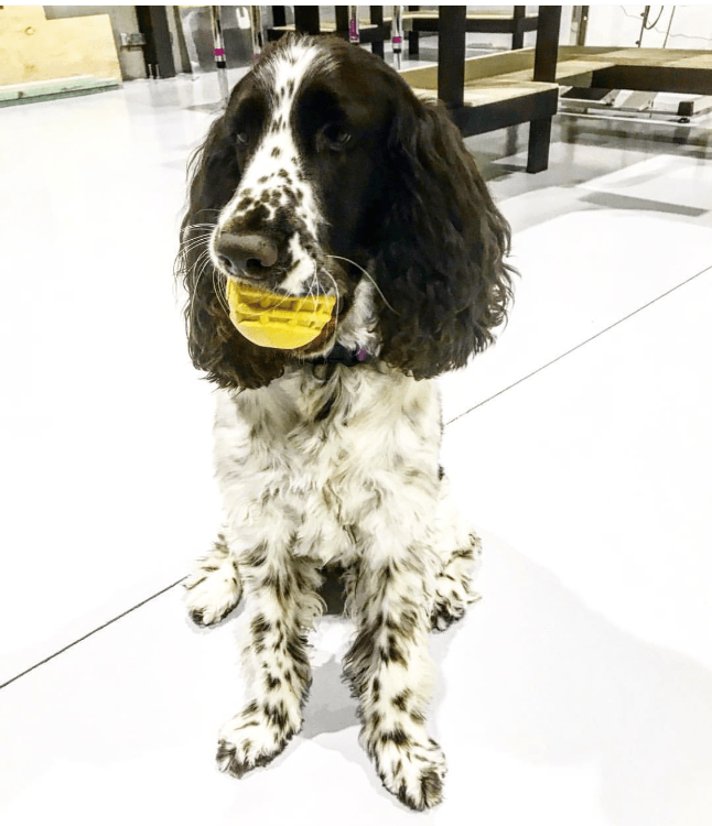 Load image into Gallery viewer, Industrial Dog Ball Rubber Chew Toy for Heavy Chewers | Yellow | USA Made | SodaPup
