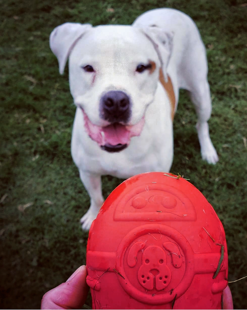 Load image into Gallery viewer, Rocketman Dog Toy - Durable Rubber Chew Toy &amp; Treat Dispenser | USA Made
