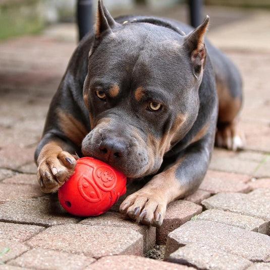 Rocketman Dog Toy - Durable Rubber Chew Toy & Treat Dispenser | USA Made