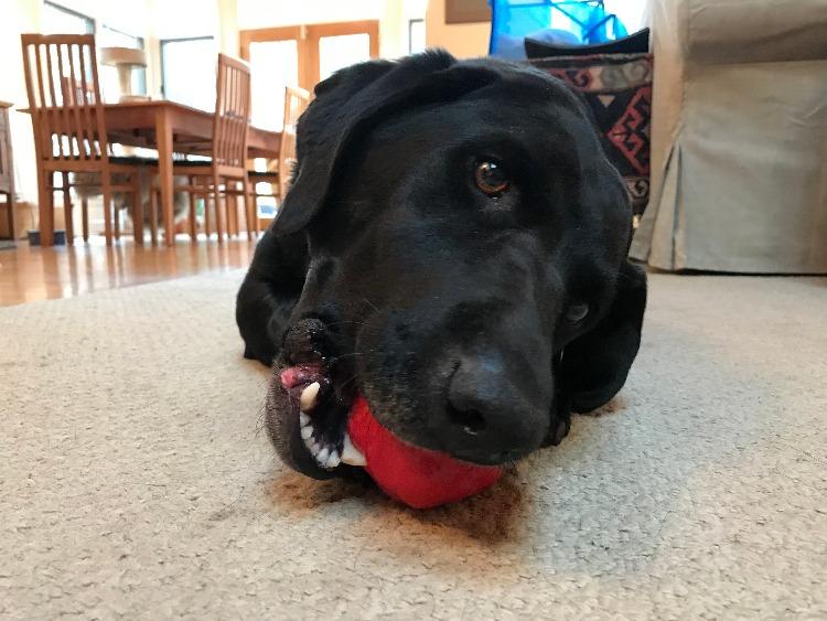 Load image into Gallery viewer, Asteroid Rubber Dog Chew Toy for Heavy Chewers | Red Retrieving Toy | USA Made
