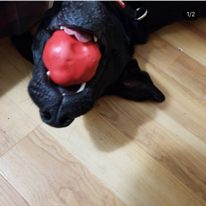Load image into Gallery viewer, Asteroid Rubber Dog Chew Toy for Heavy Chewers | Red Retrieving Toy | USA Made
