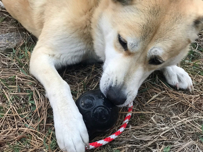 Load image into Gallery viewer, USA-K9 Skull Dog Chew Toy &amp; Treat Dispenser - Made in USA | SodaPup
