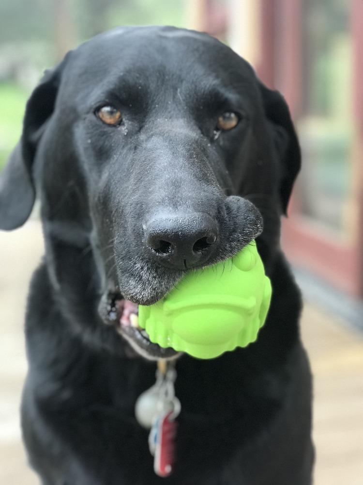 Load image into Gallery viewer, Bull Frog Dog Chew Toy &amp; Treat Dispenser - USA Made | SodaPup
