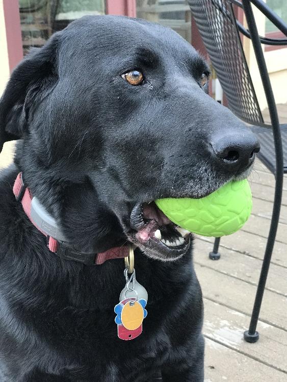 Load image into Gallery viewer, Dinosaur Egg Dog Chew Toy &amp; Treat Dispenser - USA Made | SodaPup
