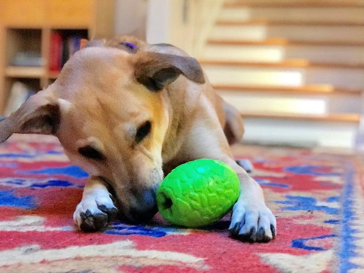 Load image into Gallery viewer, Dinosaur Egg Dog Chew Toy &amp; Treat Dispenser - USA Made | SodaPup
