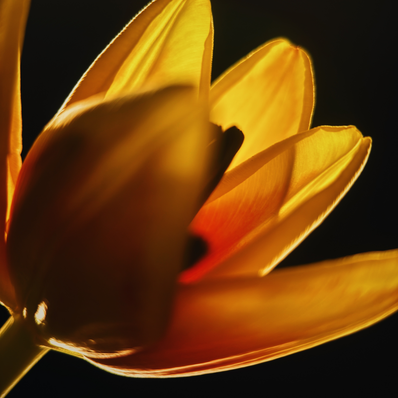 Load image into Gallery viewer, Macro 10x Mobile Lens II (T-Series)
