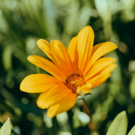 Macro 75mm II Mobile Lens (T-Series)