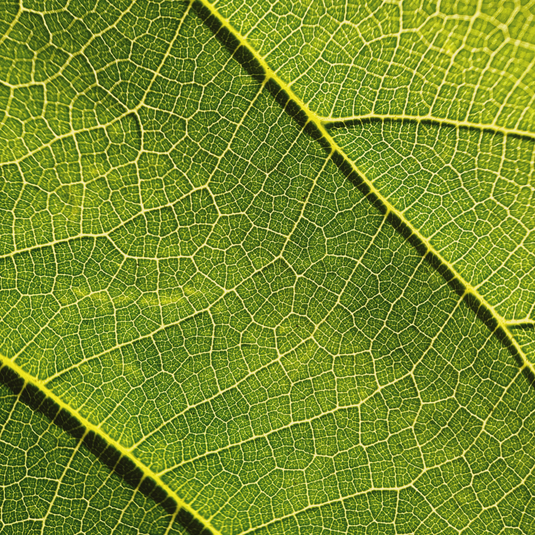 Macro 10x Mobile Lens II (T-Series)