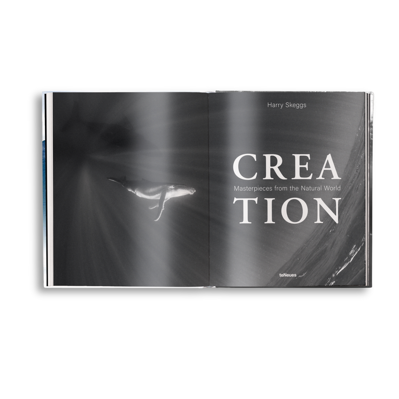 Load image into Gallery viewer, Creation
