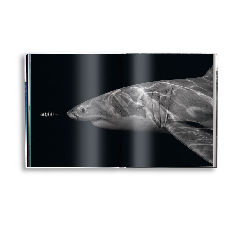 Load image into Gallery viewer, Creation
