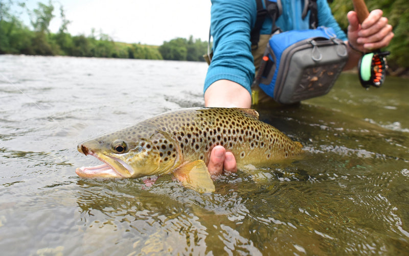 Load image into Gallery viewer, Tungsten Hot Spot Purple Perdigon Tactical Euro Nymph Fly - 6 Flies Size 18
