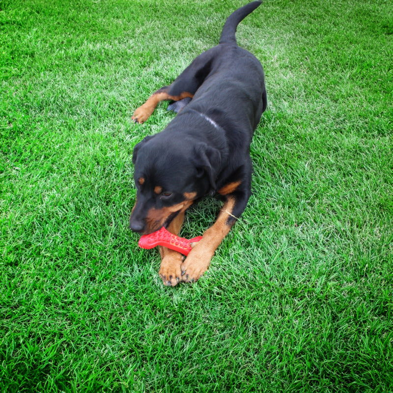 Load image into Gallery viewer, Arlo's Favorite Rubber Bone
