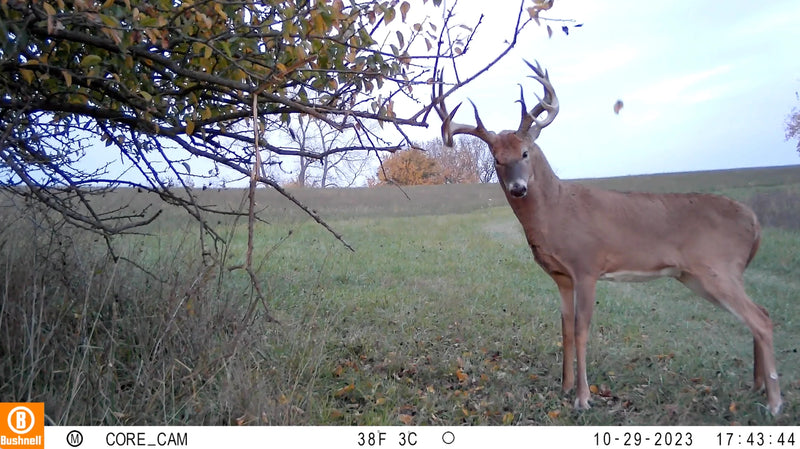 Load image into Gallery viewer, David's Select System | Early Season - Late Season
