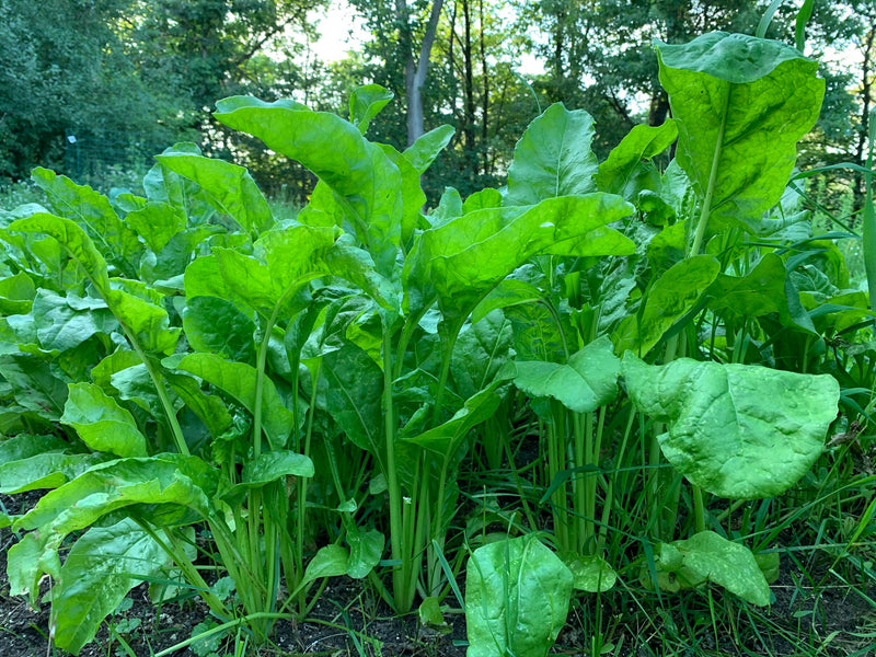 Load image into Gallery viewer, Beet Down™ Food Plot Seed
