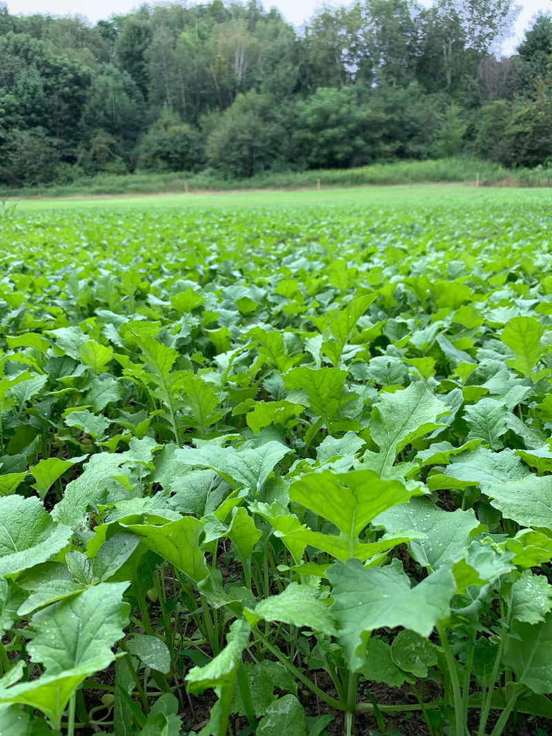 Load image into Gallery viewer, Big Sexy™ Food Plot Seed
