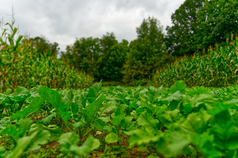 Load image into Gallery viewer, Big Sexy™ Food Plot Seed
