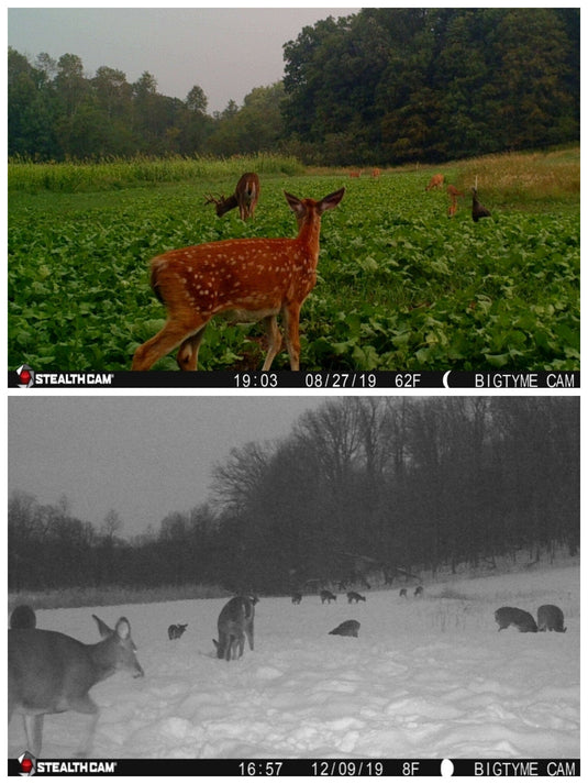 Big Sexy™ Food Plot Seed