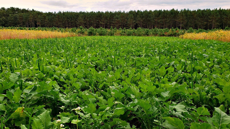Load image into Gallery viewer, Boss Brew™ Food Plot Seed

