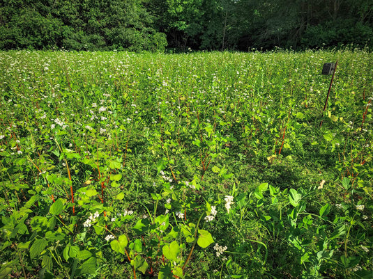 Domain Pounder - Buckwheat Food Plot Seed