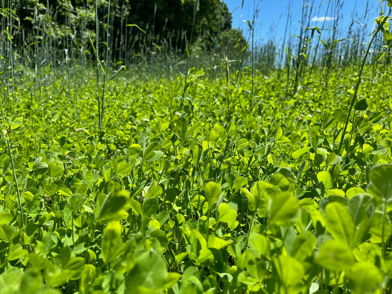 Load image into Gallery viewer, Clutch Clover™ Food Plot Seed
