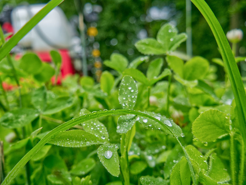 Load image into Gallery viewer, Clutch Clover™ Food Plot Seed
