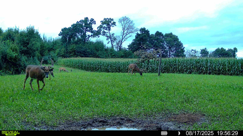 Load image into Gallery viewer, Comeback Kid™ Food Plot Seed
