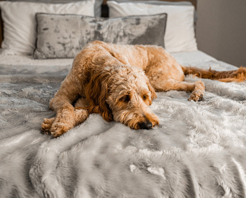 Load image into Gallery viewer, PupProtector™ Summer Short Fur Waterproof Throw Blanket - Grey
