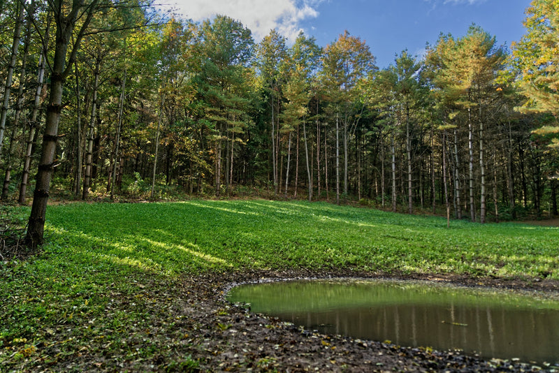 Load image into Gallery viewer, Hot Chic™ Food Plot Seed
