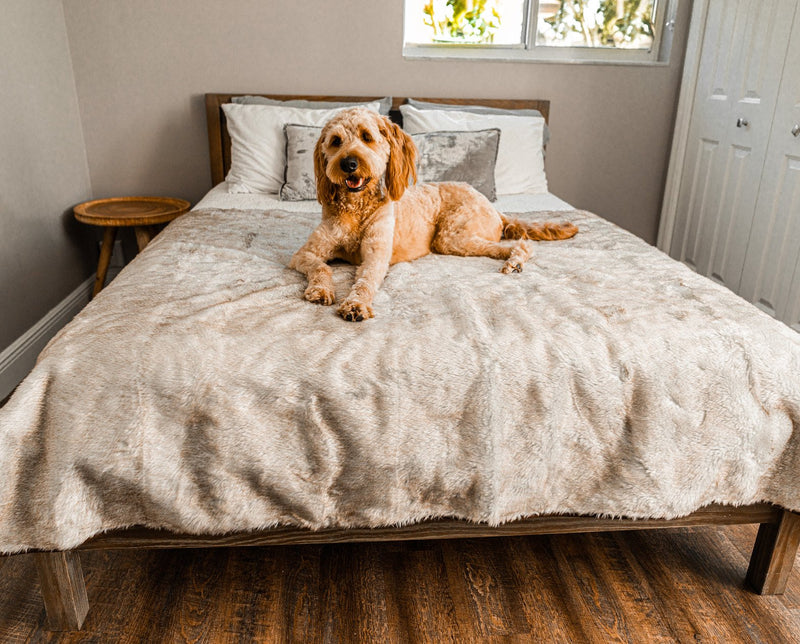 Load image into Gallery viewer, PupProtector™ Summer Short Fur Waterproof Throw Blanket - White with Brown Accents
