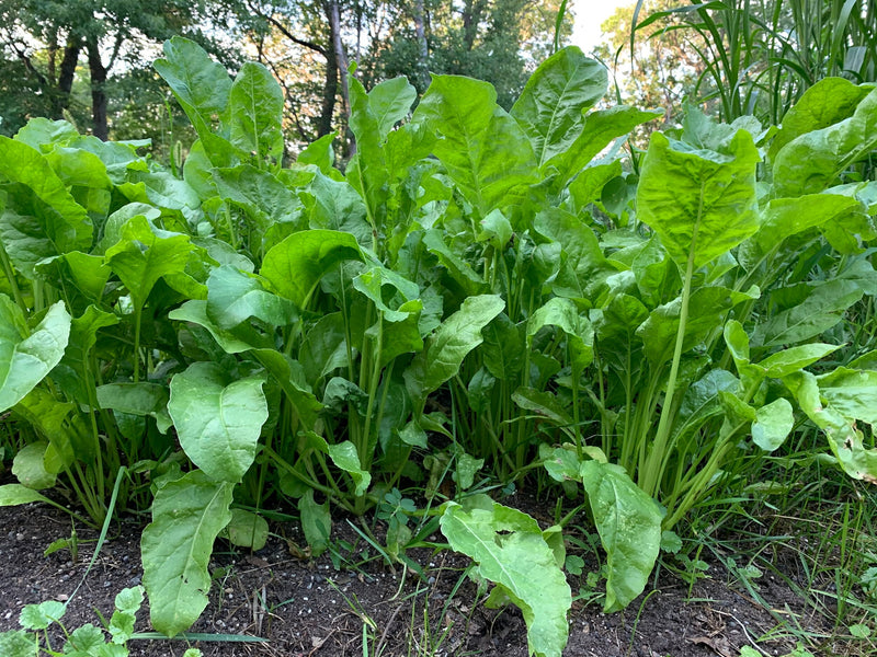 Load image into Gallery viewer, Beet Down™ Food Plot Seed
