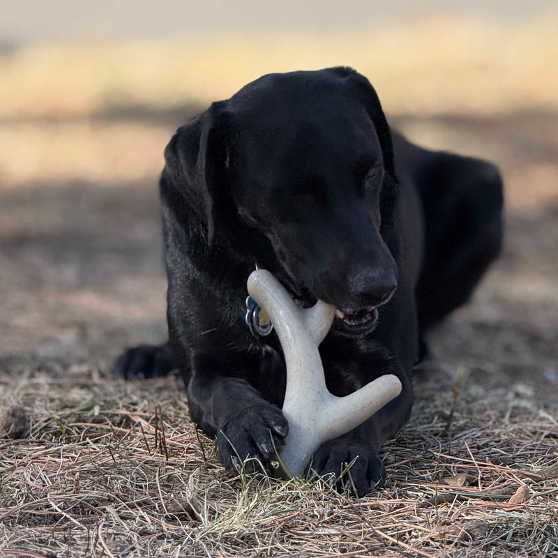 Load image into Gallery viewer, Ever Antler Nylon Chew Bone | Elk Antler Shaped Dog Toy for Aggressive Chewers | SodaPup

