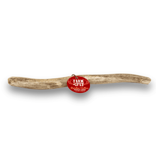 Whole Reindeer Antlers for Dogs - Skoutley Outdoors LLC