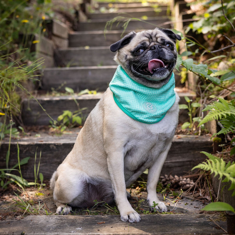 Load image into Gallery viewer, ICE BAND - Dog Cooling Bandana - Aqua
