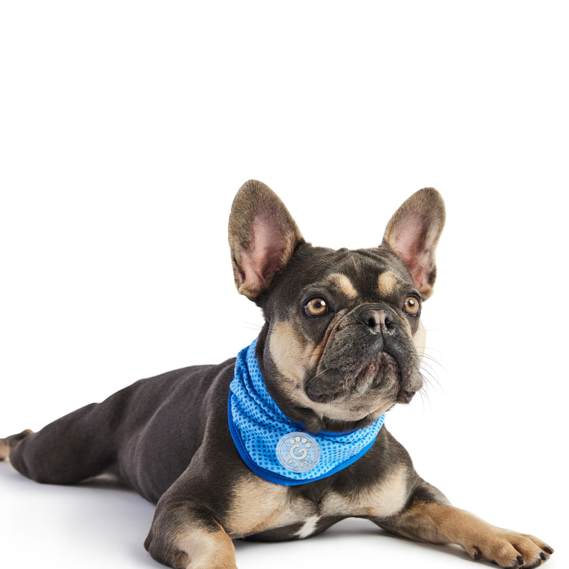 Load image into Gallery viewer, ICE BAND - Dog Cooling Bandana - Blue
