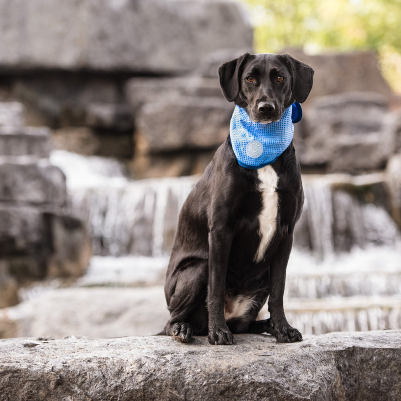 Load image into Gallery viewer, ICE BAND - Dog Cooling Bandana - Blue
