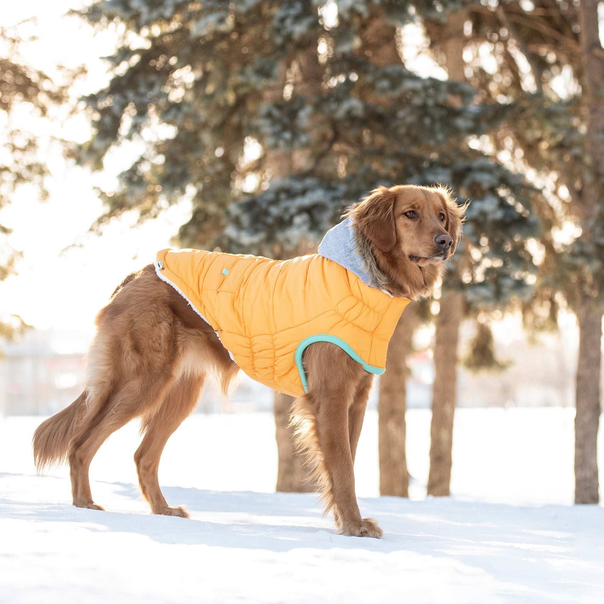 Winter Sailor Parka - Yellow - Skoutley Outdoors LLC