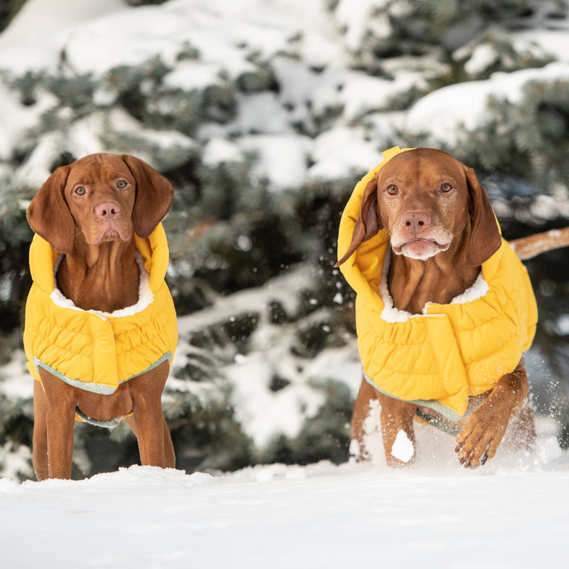 Load image into Gallery viewer, Arctic Parka - Yellow
