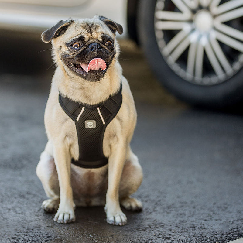 Load image into Gallery viewer, Travel Harness - Black
