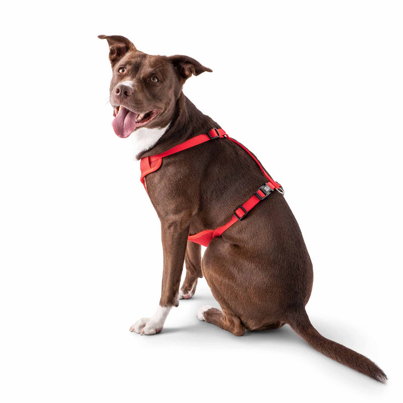Load image into Gallery viewer, Travel Harness - Red
