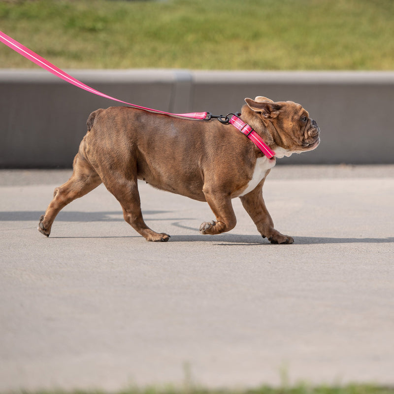 Load image into Gallery viewer, Reflective Leash - Neon Pink
