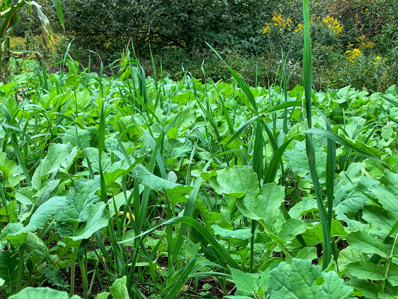 Load image into Gallery viewer, Green Machine™ Food Plot Seed
