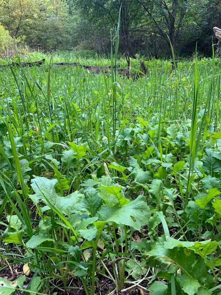 Load image into Gallery viewer, Green Machine™ Food Plot Seed
