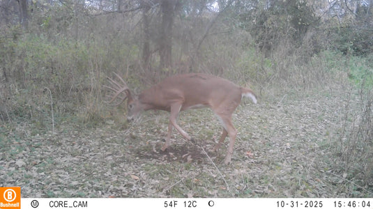 Scrape Addict | 5 Glands from bucks and does
